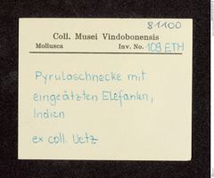 Etikett zu Pyrulaschnecke (NHMW-ZOO-MO-0081100-ETH-109)